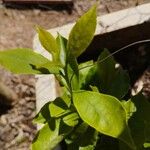 Brunfelsia uniflora Leht