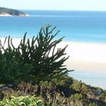 Araucaria cunninghamii Folha