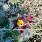 Anemone pratensis Çiçek