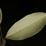 Micropholis guyanensis Leaf