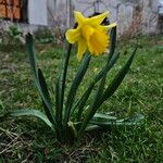 Narcissus pseudonarcissus Характер