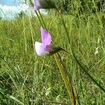 Lathyrus hirsutus Λουλούδι