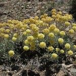 Eriogonum ovalifolium Habit