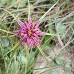 Tragopogon angustifolius 花