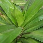 Pandanus dubius Folio