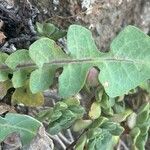 Sonchus radicatus Blad