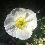 Papaver alpinumFlower