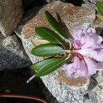 Rhododendron principis Flor