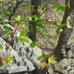 Crataegus phaenopyrum পাতা