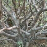 Euphorbia balsamifera Bark