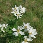 Anemone narcissiflora Kukka