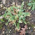 Silene noctiflora Leaf