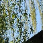 Salix × pendulina পাতা