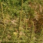Artemisia biennis Ostatní