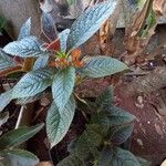 Chrysothemis pulchella Leaf