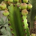 Euphorbia ingens Plod