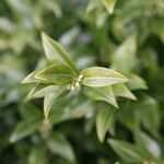 Sarcococca pruniformis Fuelha