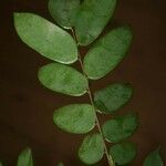 Crudia bracteata Blad