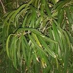 Ficus spp. Blatt