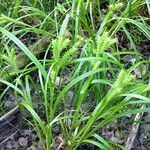 Carex lupuliformis Hábito