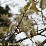 Salix pedicellata Frutto