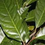 Clarisia biflora Yaprak