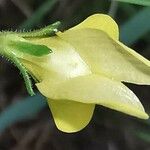 Linaria spartea Цветок