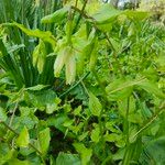 Prosartes smithii Leaf