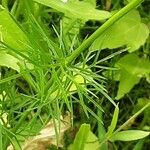 Conopodium majus Leaf