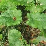 Arctium nemorosum Feuille