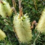 Callistemon pallidus Žiedas