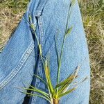 Carex distans Leaf