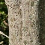 Fraxinus angustifolia Bark