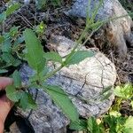 Ruellia ciliatiflora Frunză