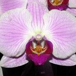 Phalaenopsis amabilis