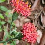 Kleinia abyssinica फूल