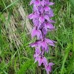 Orchis mascula Flower