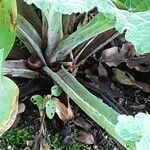 Arctium nemorosum Écorce