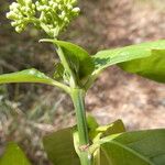 Palicourea pedunculosa Leaf