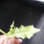 Sonchus oleraceus Leaf