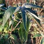 Buddleja davidii Hoja