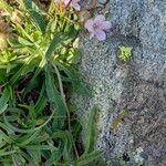 Armeria multiceps Hábito