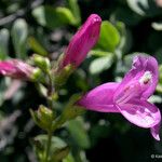 Penstemon rupicola Flor