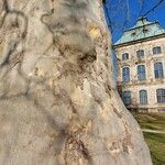 Platanus × hispanica Bark