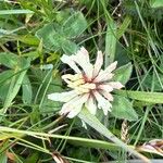Trifolium pallescens 葉