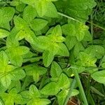 Origanum vulgareFolla