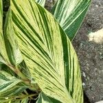 Alpinia zerumbet Leaf