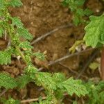 Dysphania pumilio Hoja
