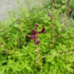 Cuphea viscosissima Cvet