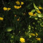 Crepis lampsanoides Habit